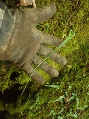 Asplenium rhizophyllum