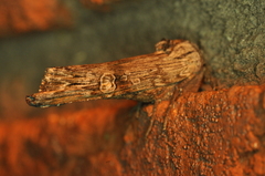 Lithomoia germana