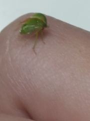 Spissistilus festinus