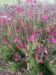 Penstemon parryi