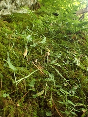 Asplenium rhizophyllum