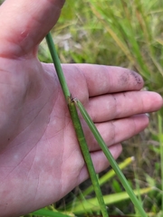 Sorghastrum secundum
