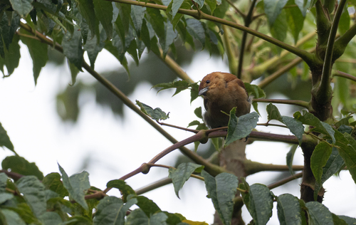 Cinnamon Ibon (Hypocryptadius cinnamomeus), photo 7