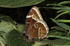 Morpho helenor achillides