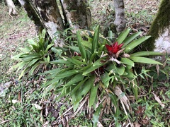 Bromeliaceae