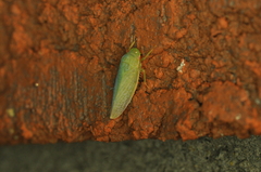 Gyponana octolineata