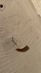 Trigoniulus corallinus