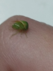 Spissistilus festinus