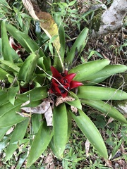 Bromeliaceae