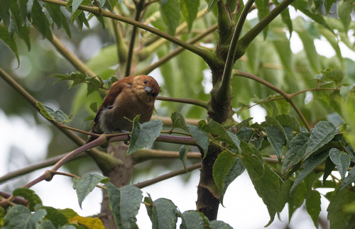 Cinnamon Ibon (Hypocryptadius cinnamomeus), photo 8