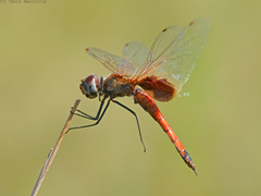 Tramea loewii
