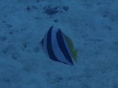 Heniochus diphreutes