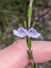 Prostanthera saxicola major