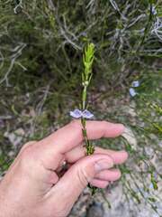 Prostanthera saxicola major