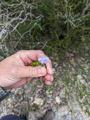 Prostanthera saxicola major