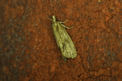 Pediasia trisecta