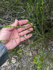 Prostanthera saxicola major
