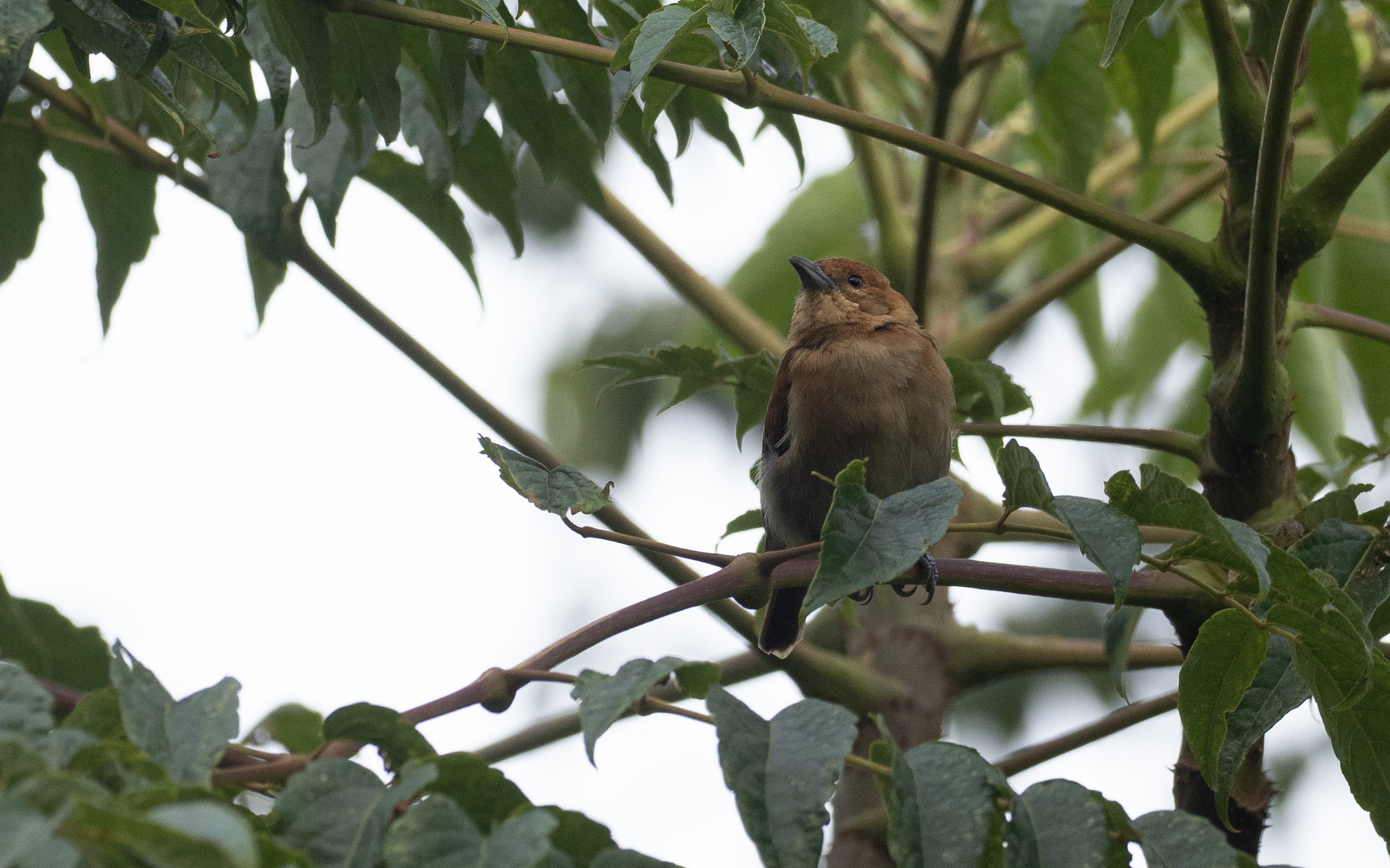Cinnamon Ibon (Hypocryptadius cinnamomeus), photo 9