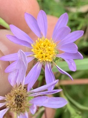 Eurybia surculosa