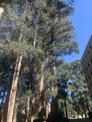 Eucalyptus globulus globulus