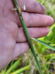 Sorghastrum secundum