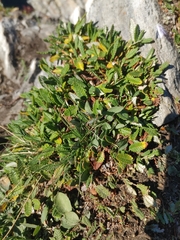 Dryas hookeriana