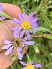 Eurybia surculosa