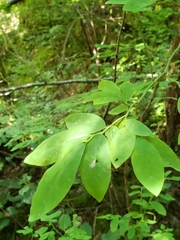 Vaccinium ovalifolium