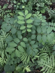 Toxicodendron vernix