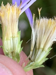 Eurybia surculosa