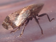 Lepyronia quadrangularis