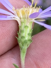 Eurybia surculosa