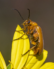 Nemognatha punctulata