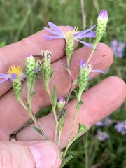 Eurybia surculosa