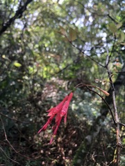 Fuchsia