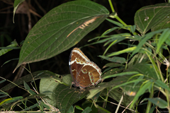 Morpho helenor achillides