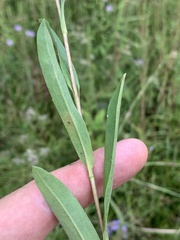 Eurybia surculosa