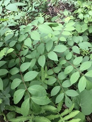 Toxicodendron vernix