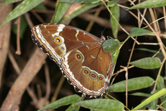 Morpho helenor achillides
