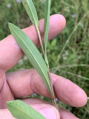 Eurybia surculosa