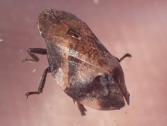 Lepyronia quadrangularis