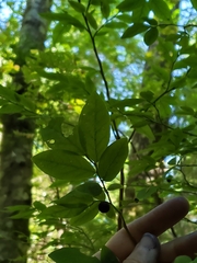 Vaccinium ovalifolium
