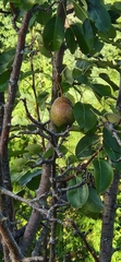 Pyrus communis