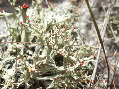 Cladonia leporina