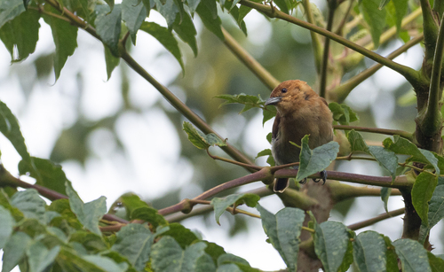 Cinnamon Ibon (Hypocryptadius cinnamomeus), photo 10
