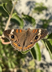 Junonia coenia
