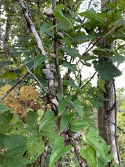 Dioscorea polystachya