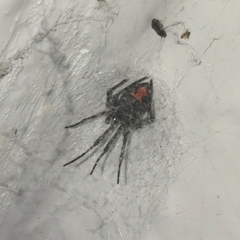 Latrodectus mactans