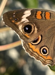Junonia coenia