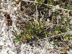 Selaginella arenicola